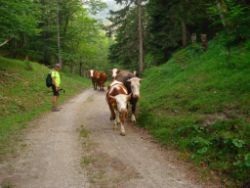 2013-07-20_Regina-F-Rau_Kochel-Rabenkopf (538).JPG